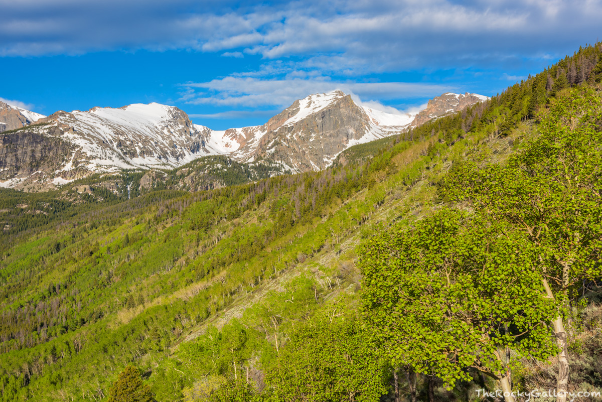 Spring has come to Rocky Mountain National Park and the Bierstadt Moraine just below Bierstadt Lake. The hillsides of aspens...