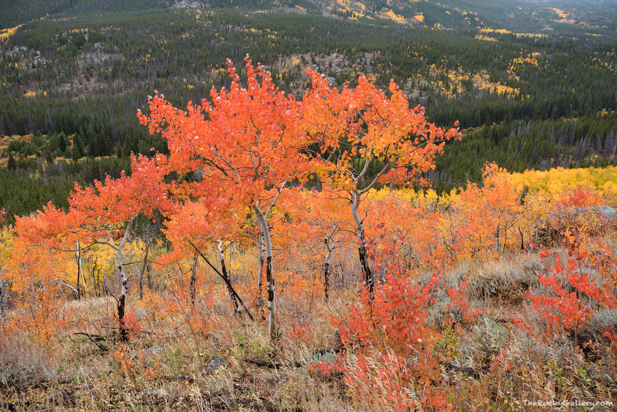 Every fall in Rocky Mountain National Park the hillsides come alive with color as the foilage changes from its summer greens...