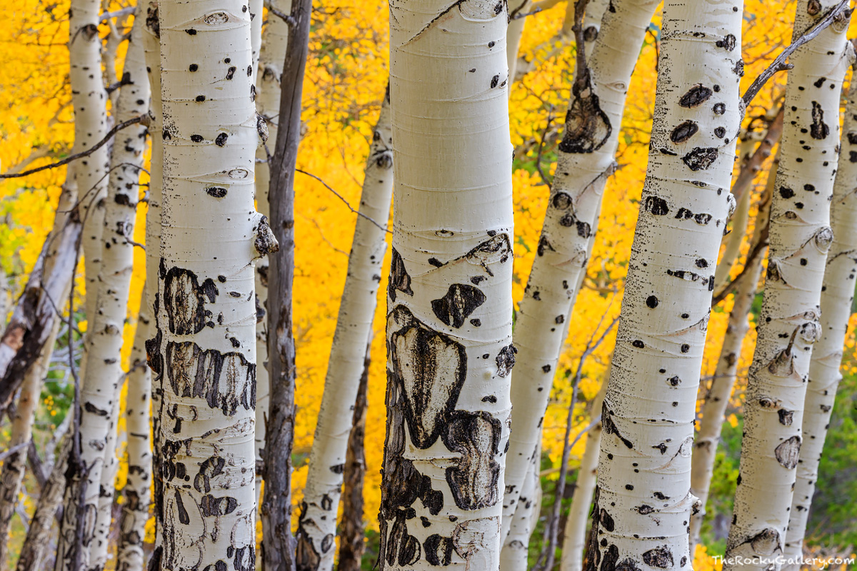 High atop the Bierstadt Moraine in Rocky Mountain National Park reside some of the most beautiful groves of aspen trees in all...