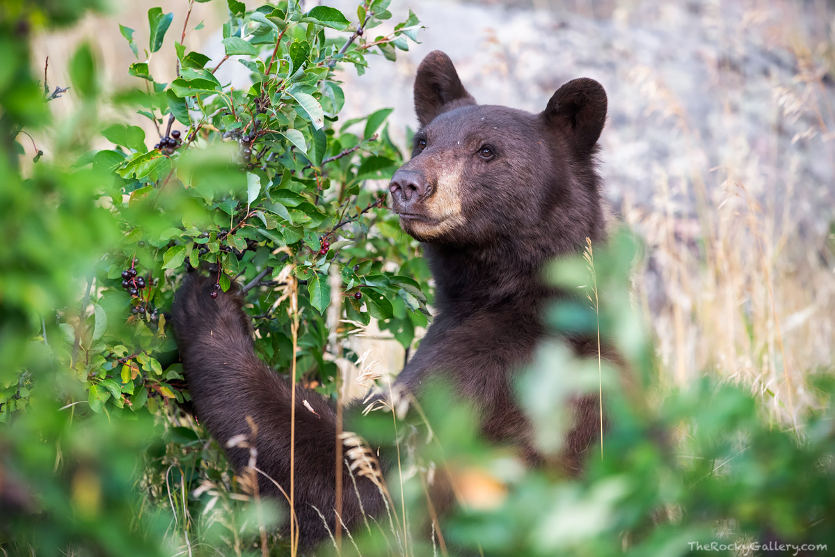 There is a little more than two dozen black bears roaming the landscape of Rocky Mountain National Park according to recent National...