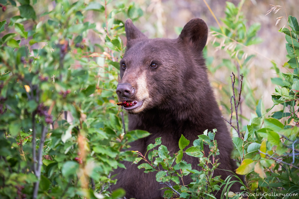 A cinnamon colored black bear chomps down on chokecherries on a fall morning in Rocky Mountain National Park. The park service...