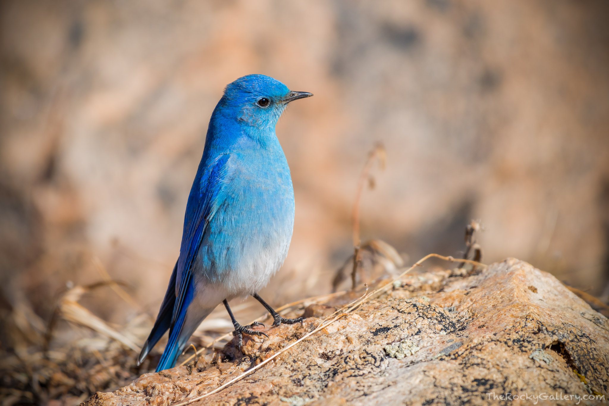 A sure sign that winter is starting to release it's long grip on Rocky Mountain National Park is the return of the Mountain Bluebird...