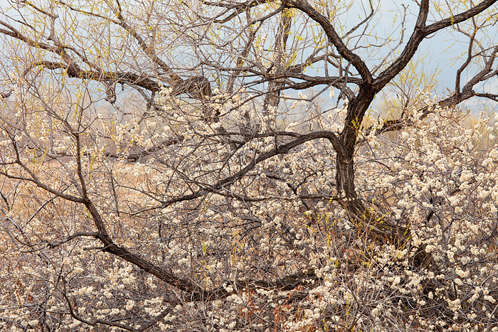 The complex pattern of Cottonwood limbs near Bobolink was too interesting a subject to pass up. Flowering bushes along the base...