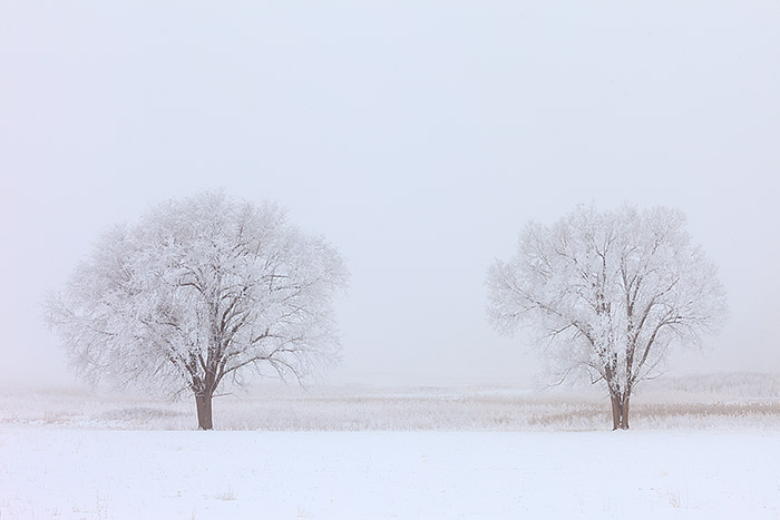 A pair of symmetrical trees stand tall in the marshy field near Boulder's popular Bobolink open space&nbsp;trailhead. Snow has...