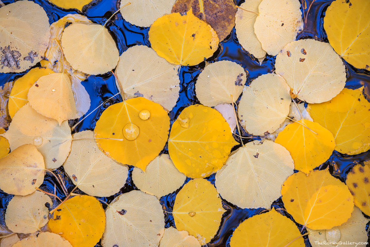 Fallen aspen leaves cover the surface of a sheltered cove along Boulder Brook during the peak of autumn in Rocky Mountain National...