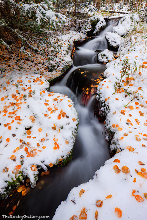 As is so often the case in Rocky Mountain National Park, seasons collide and compete. It's not uncommon to expierence multiple...