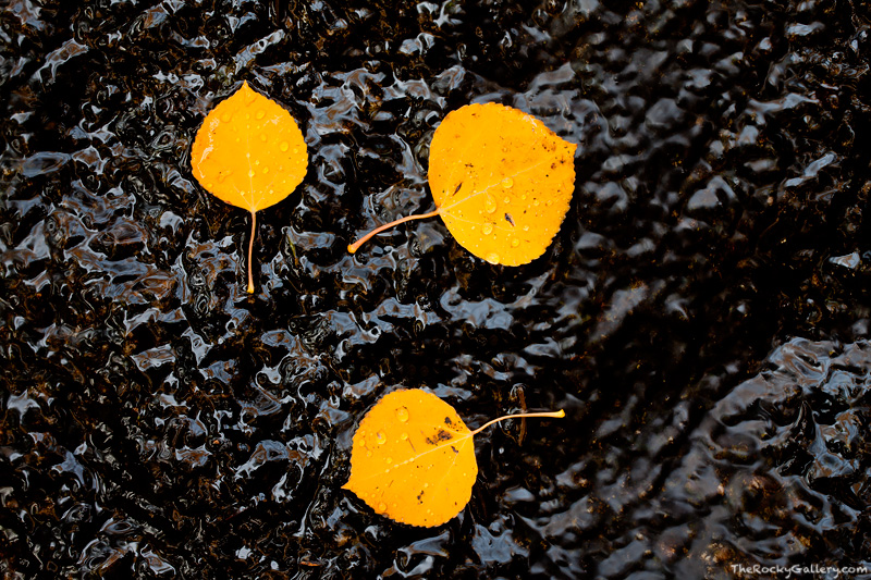 Three autumn&nbsp;aspen leaves rest on the surface of a wet boulder along the banks of Boulder Brook in Rocky Mountain National...