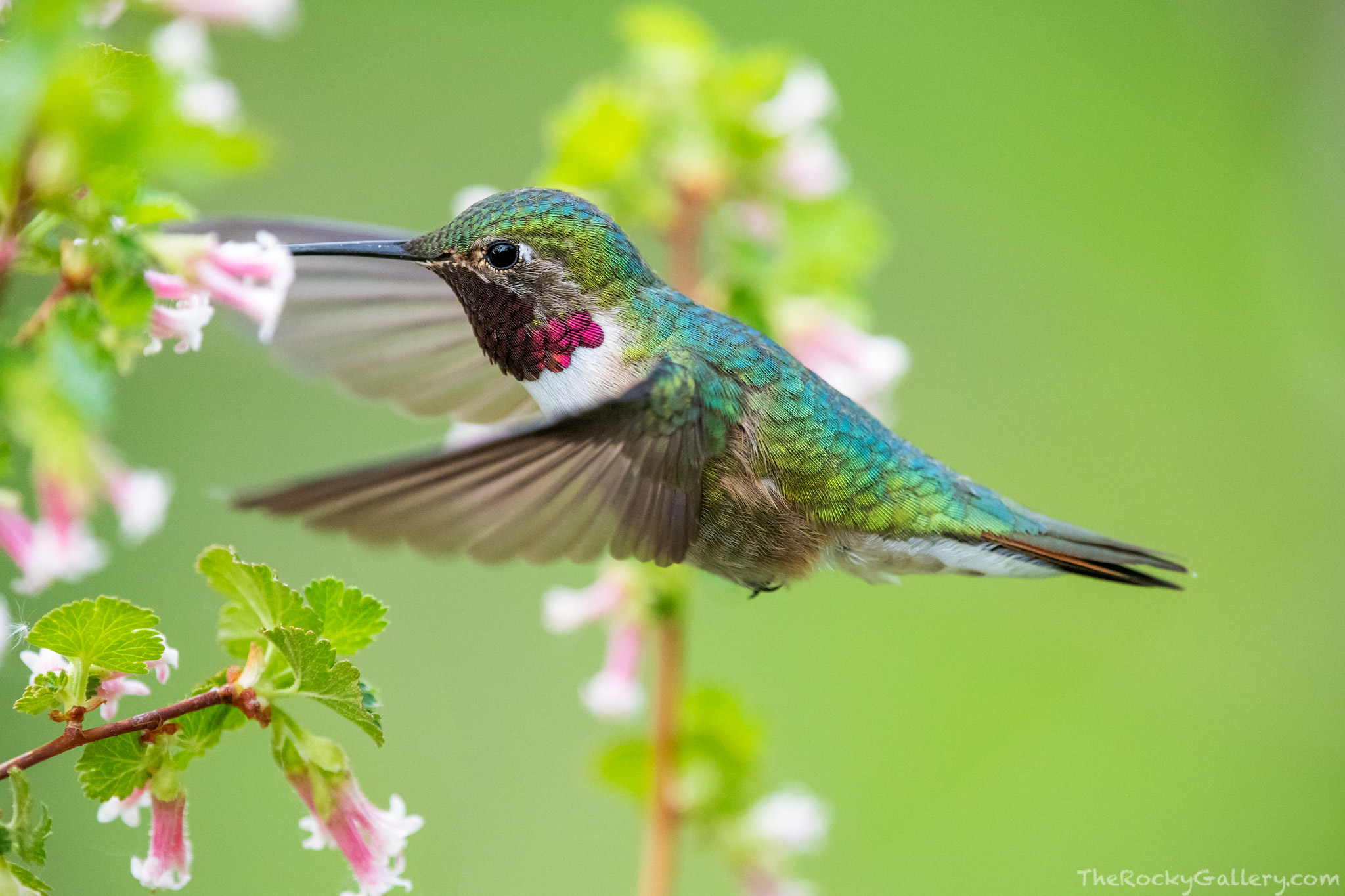 A Broad-tailed hummingbird buzzes the hillsides of the Bierstadt Moraine skirting from flower to flower on a blooming wax currant...