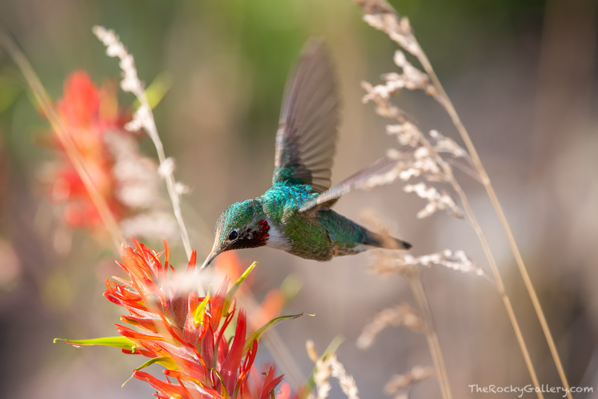 Broad-tailed hummingbirds are the most common hummingbirds found during the summer months in Rocky Mountain National Park. These...