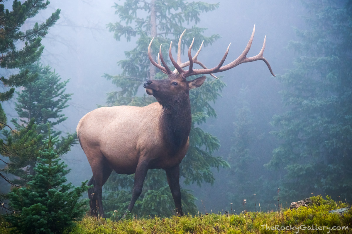 On a moody morning on the west side of Rocky Mountain National Park this beautiful Bull Elk wandered out of the mysterious forest...