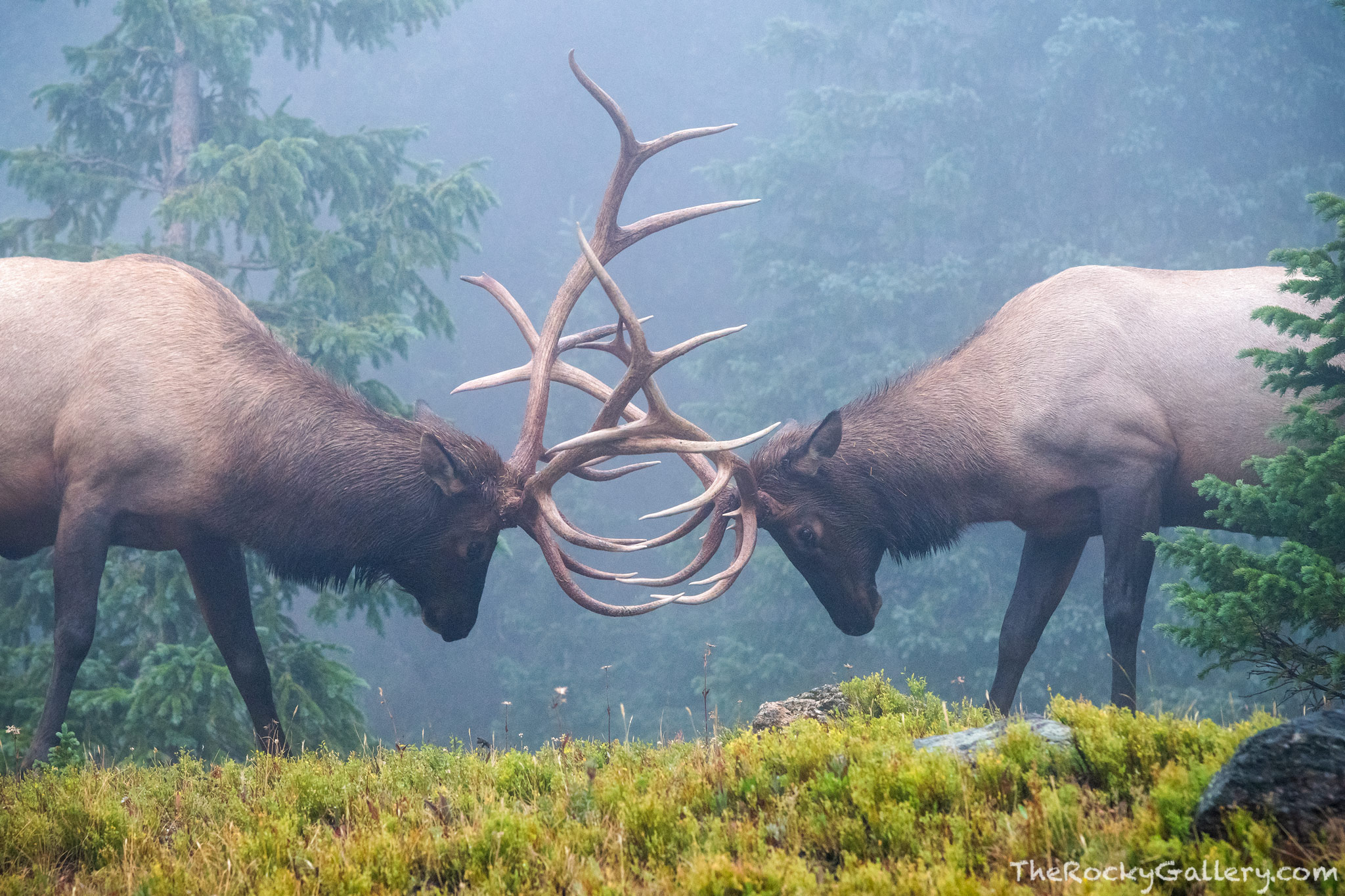 A pair of Bull Elk spar in a the forest on a foggy cool day in Rocky Mountain National Park. The elk rut was just starting in...