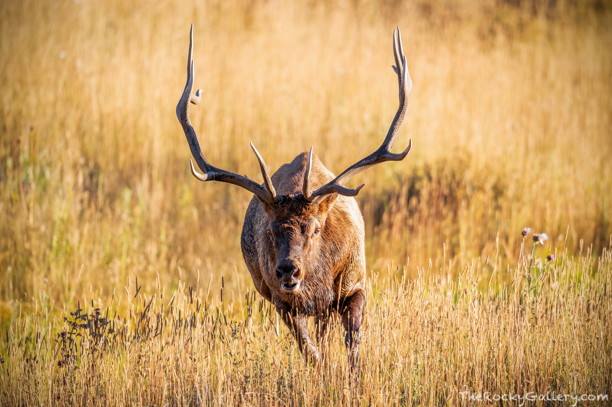 Watching the elk rut during the fall season in Rocky Mountain National Park is an awesome experience. Large bull elk compete...