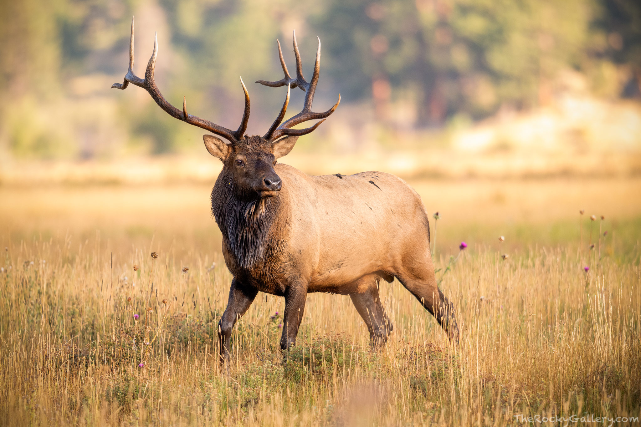 This large bull elk was putting on quite a show in the meadows of Moraine Park just after sunrise. Challenging a few other large...