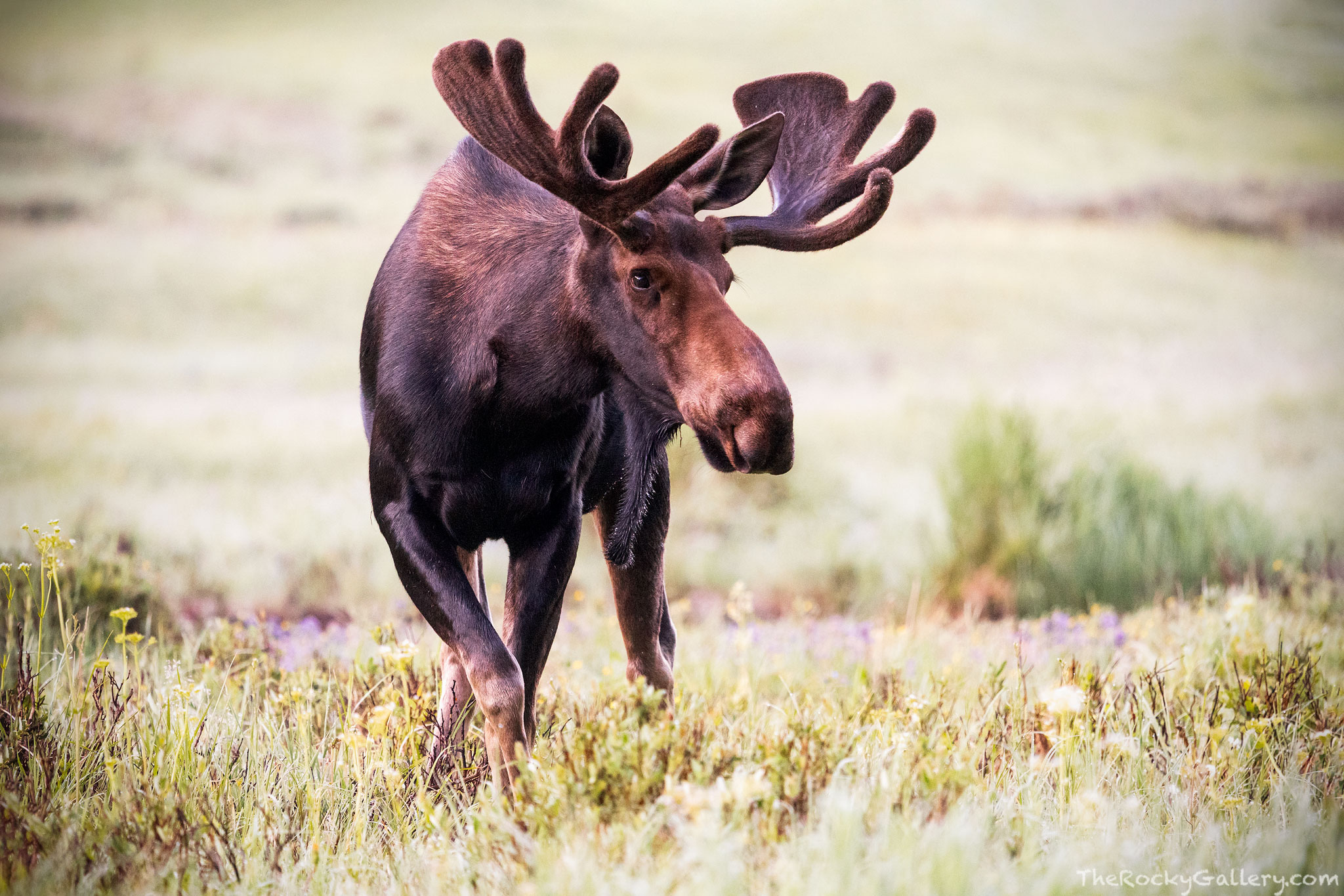 A very large Bull Moose strolls through a meadow on the west side of Rocky Mountain National Park. It's a cool start to this...