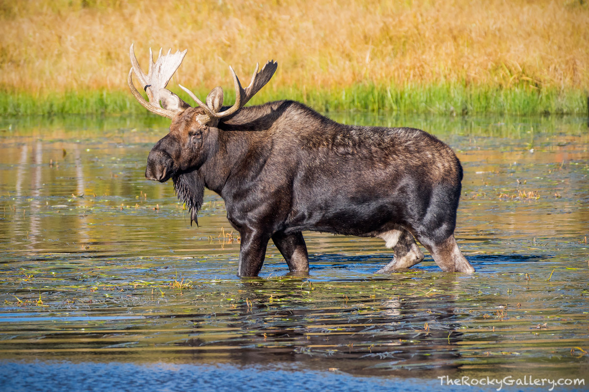 A large Bull Moose wanders the water of Sprague Lake on a beautiful autumn morning in Rocky Mountain National Park. This Moose...