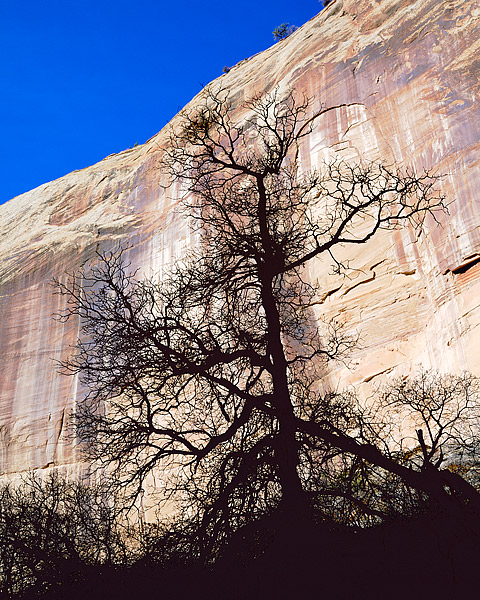 Hiking along the trail to Calf Creek Falls, the Sandstone walls were illuminated by the Sun. The many groves of Gambel Oaks were...