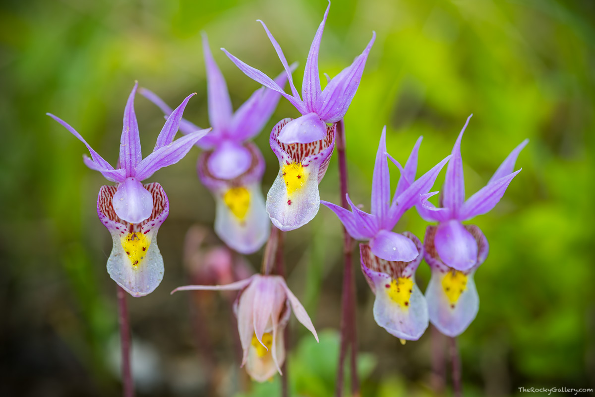 I&nbsp;have many favorites when it comes to Colorado wildflowers but I&nbsp;have to say I'm partial to the Calypso Orichid or...