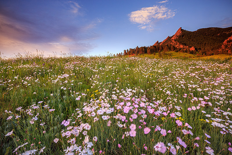 Wildflowers grow thick in the meadow of Chautauqua Park just below the Flatiron formation. It's a popular pastime for locals...