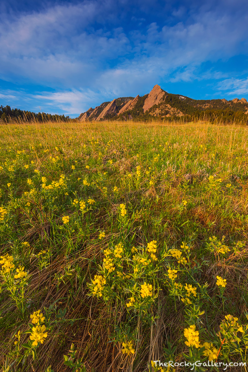 Golden Banner blooming in Chautauqua Meadow is a sure sign that spring has arrived in Colorado. Chautauqua Meadow will play host...