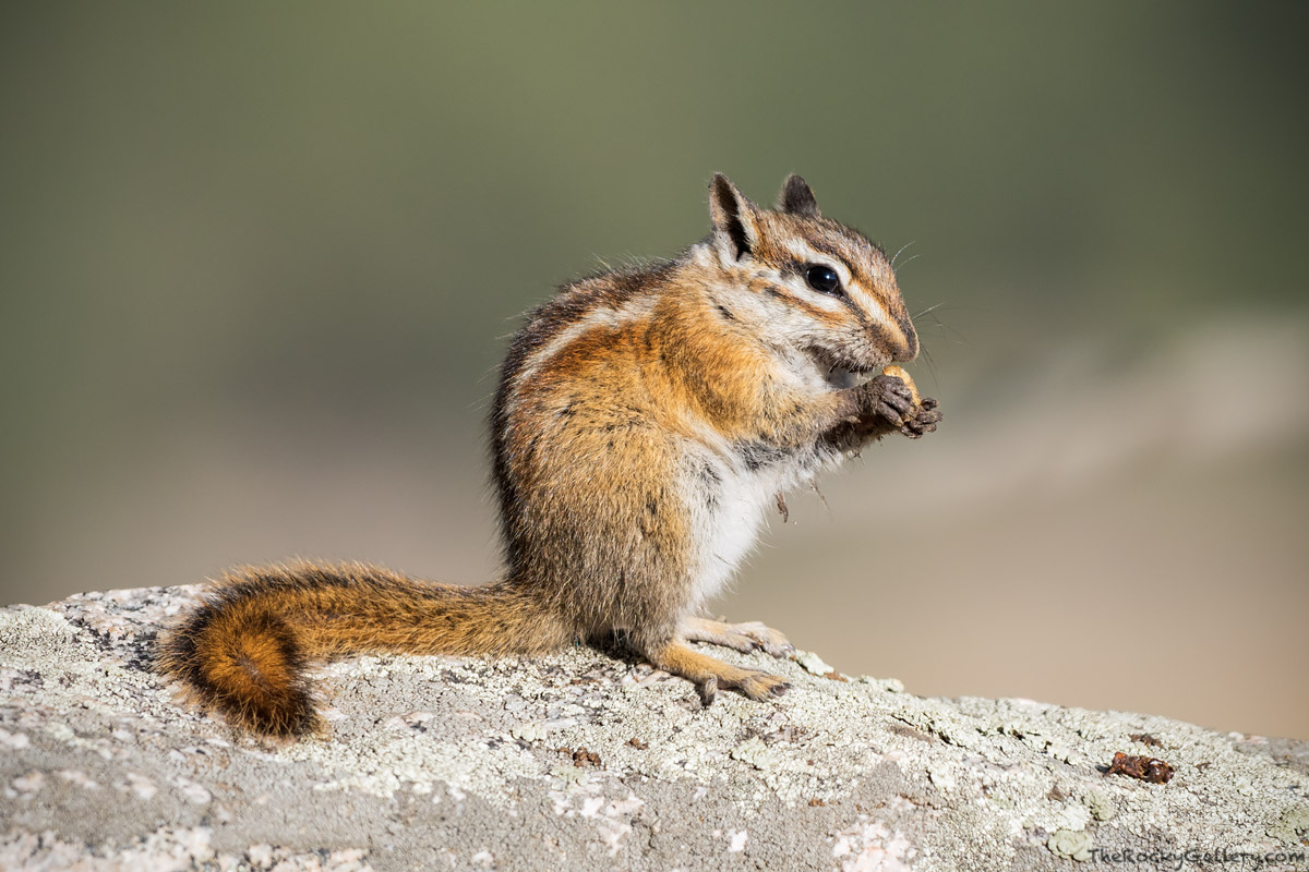 Not to be confused with Ground Squirrels, the smaller and quicker Chipmunk can often be found foraging in and around the pine...