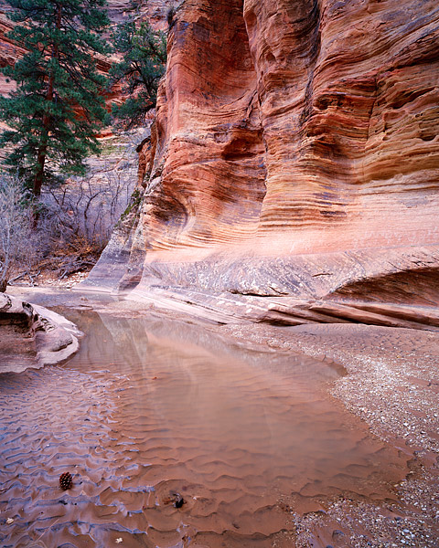 Cottonwood Creek slows to a trickle in Zion National Park. The mud blends nicely with the desert varnish on the sandstone walls...