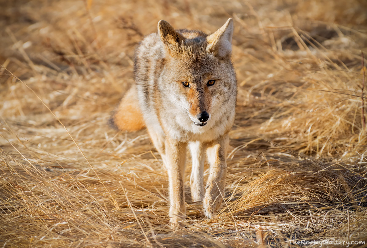 A coyote stalks the high grasses of Moraine Park looking for a meal. Trotting along, this coyote was having success finding voles...