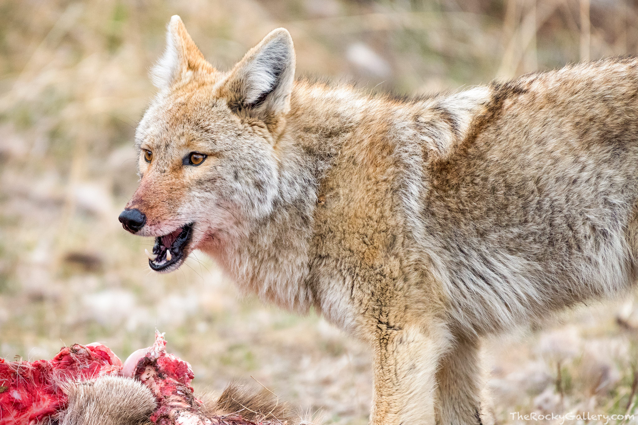 A Coyote stares down other memebers of it's pack as it works over an elk kill in Moraine Park. This pack of Coyotes worked on...