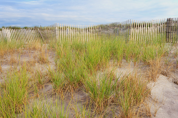 Grasses line the Dune Fence along Cryder Beach in Southampton, New York.
