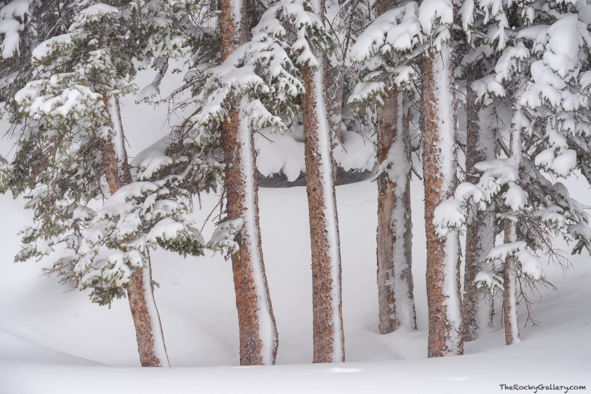 In near whiteout condtions these group of spruce trees near Dream Lake weather a late winter storm. The March snowstorm has piled...