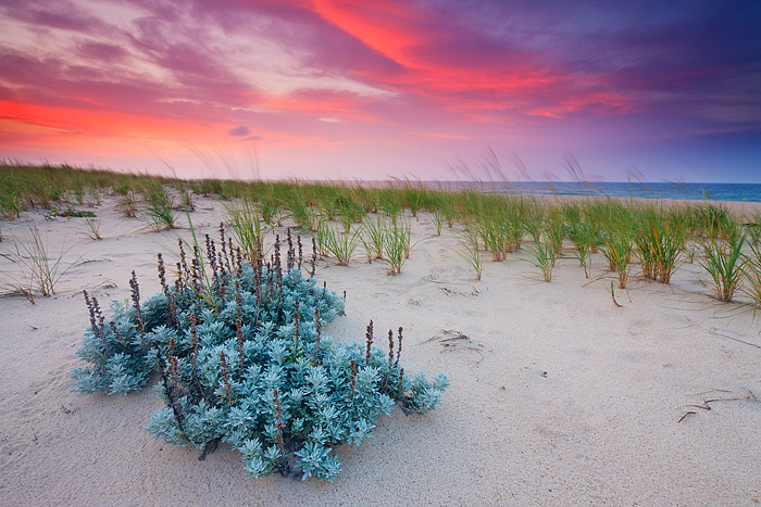 A spectacular sunrise unfolds along the dune breaks of Dune Beach in Southampton, New York. It had been a stormy few days on...
