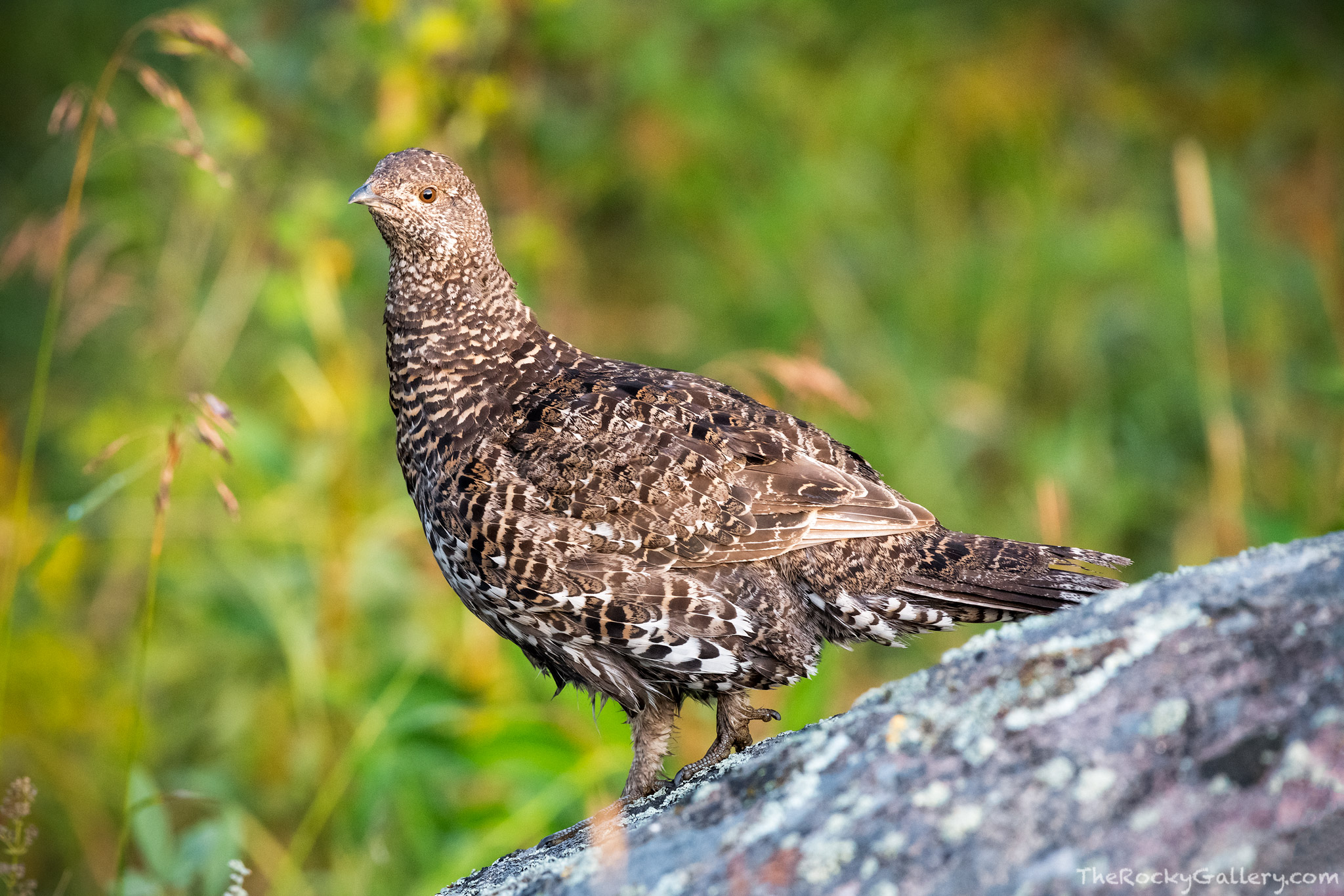 A female Dusky Grouse perches momentarily on a rock high above Horseshoe Park on the east side of Rocky Mountain National Park...