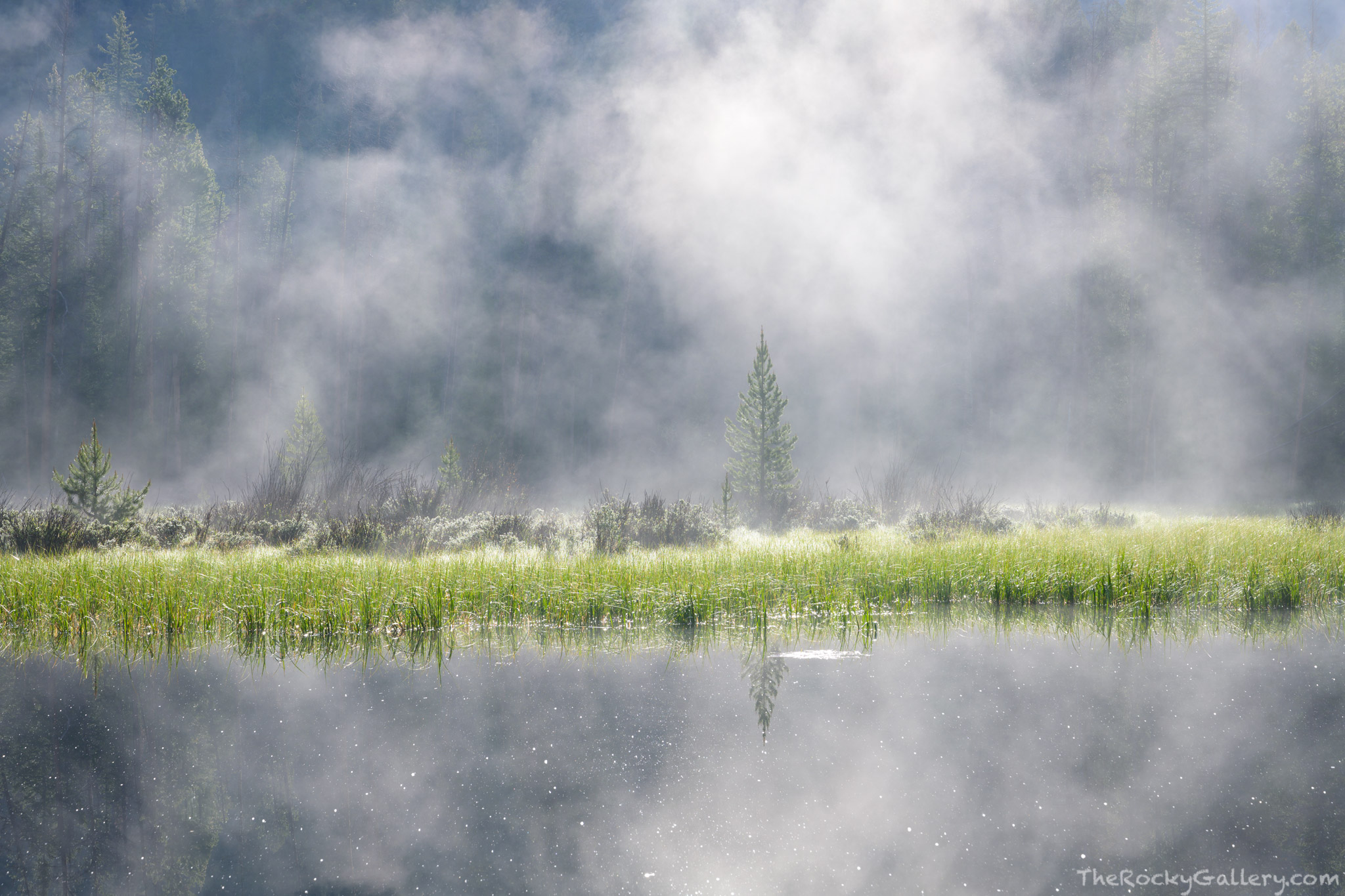 Fog is one of my favorite atmospheric conditions to photograph in Rocky Mountain National Park,. We dont get a lot of foggy days...