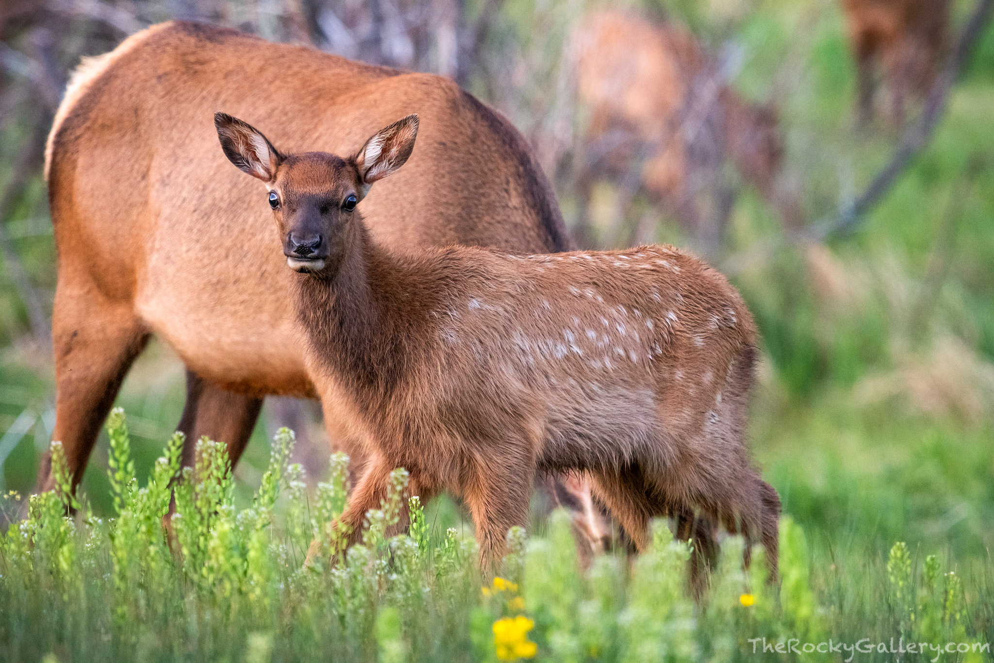 While out photographing sunrise one morning along Cub Creek in Rocky Mountain National Park, a large elk herd came down from...