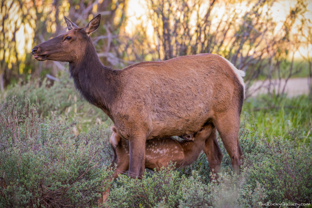Each spring, Rocky Mountain National Park's large elk population welcomes new babies to the herds found throughout the park....