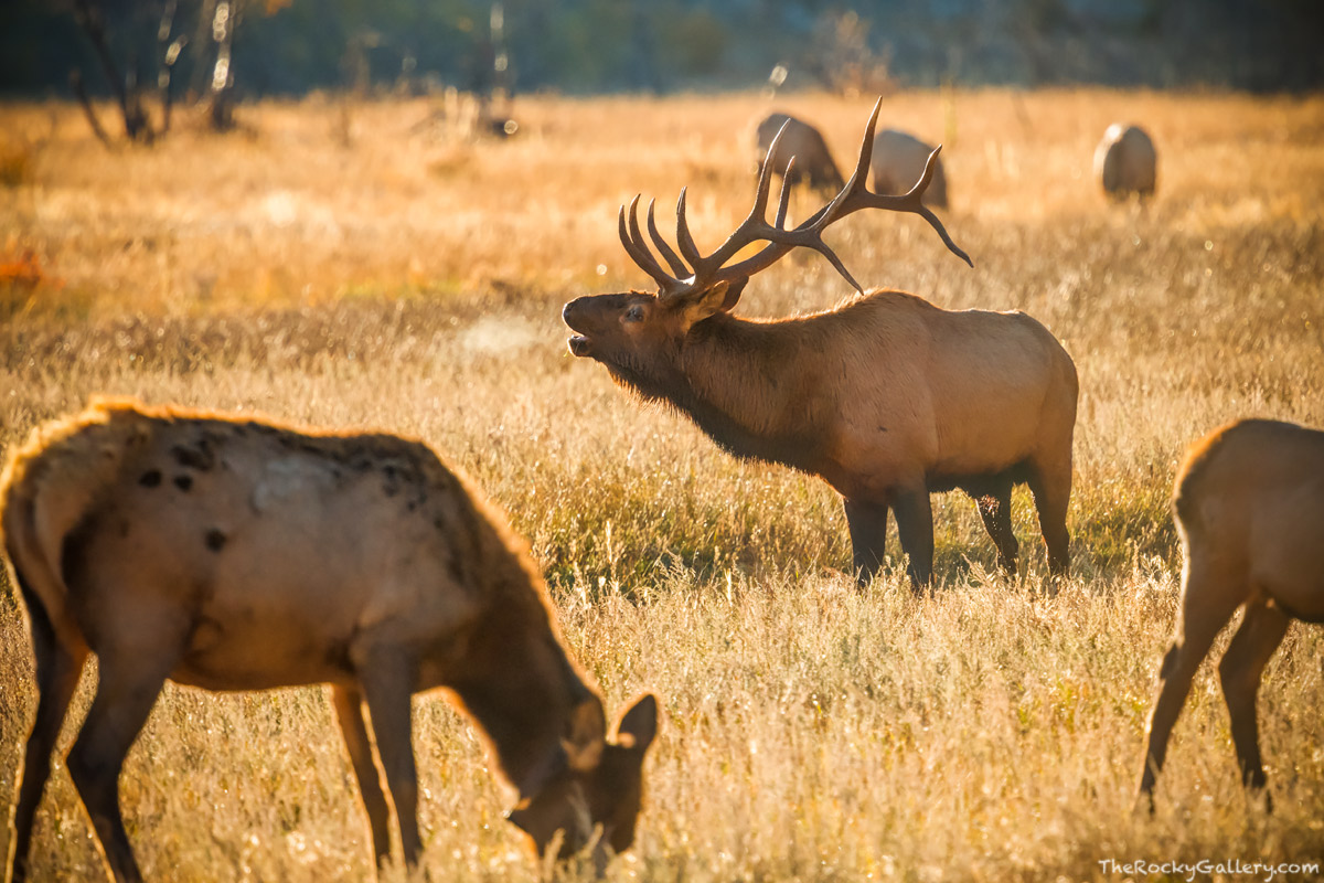 A&nbsp;large bull elk calls in his harem with his proud bugle in the meadows of Moraine Park. Every autumn, the elk come down...