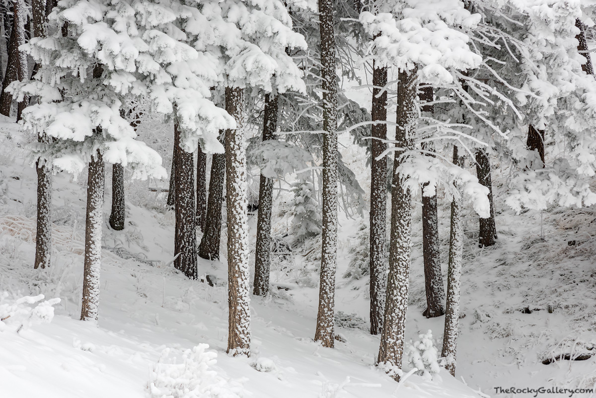 Near the top of Flagstaff Mountain just west of Boulder, Colorado, sruce and fir trees sit in the forest covered in fresh powder...