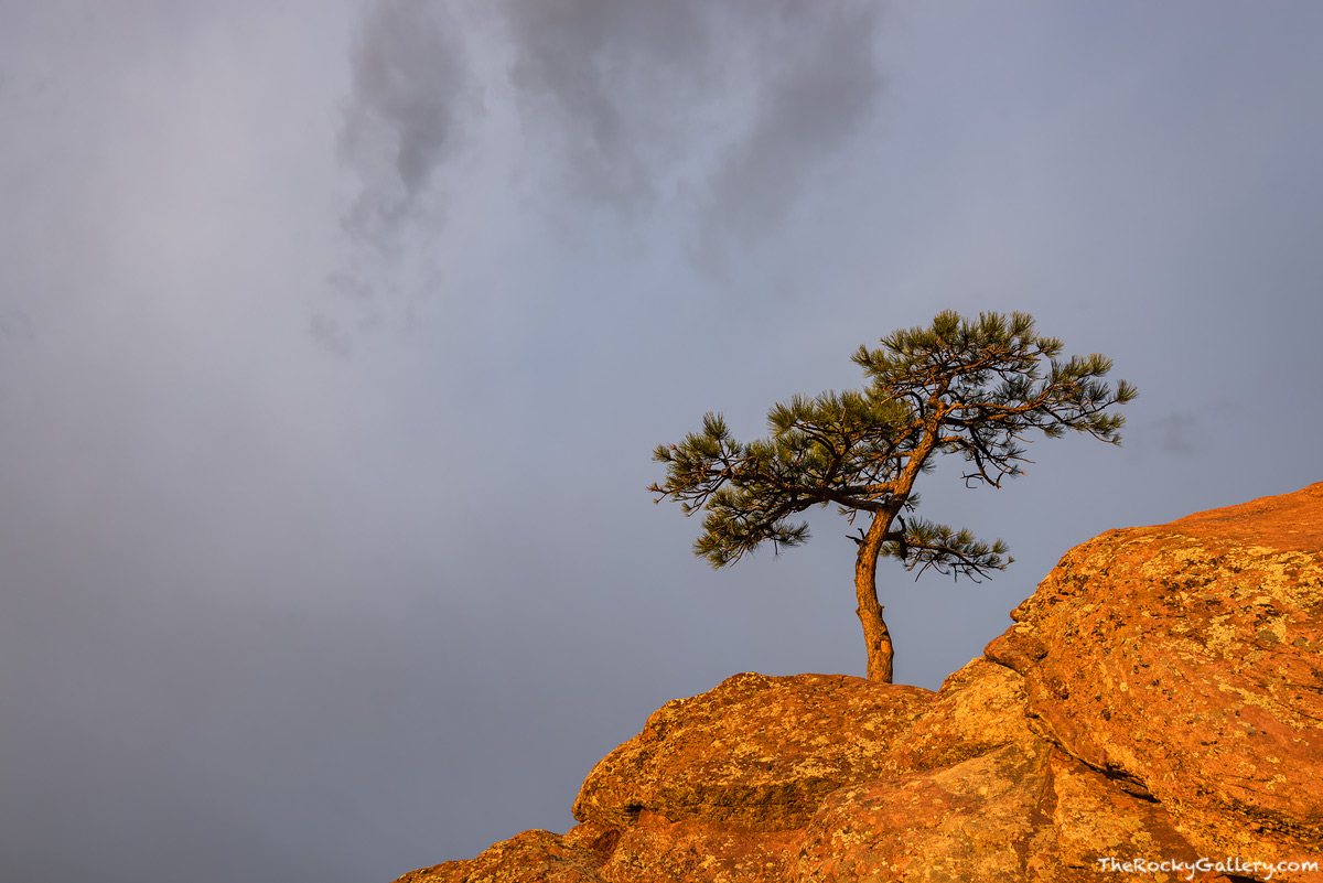 A lone Ponderosa Pine sits atop the red rocks of Flagstaff Mountain just west of Boulder as a December storm begins to form over...