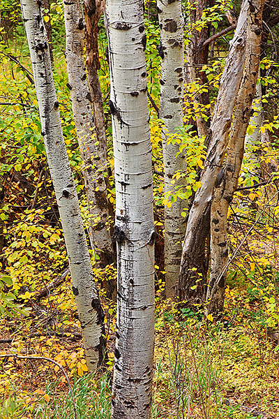 A small grove of aspen tree's basks in the fall color on Boulder's Flagstaff Mountain. The boles are surrounded by underbrush...