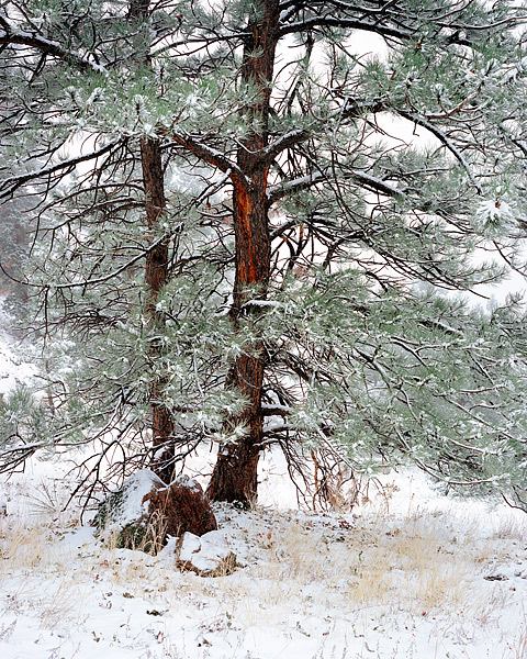 Two Ponderosa Pine trees are viewed along the side of Flagstaff Mountain in Boulder, Colorado. Light snow and fog drifts in and...