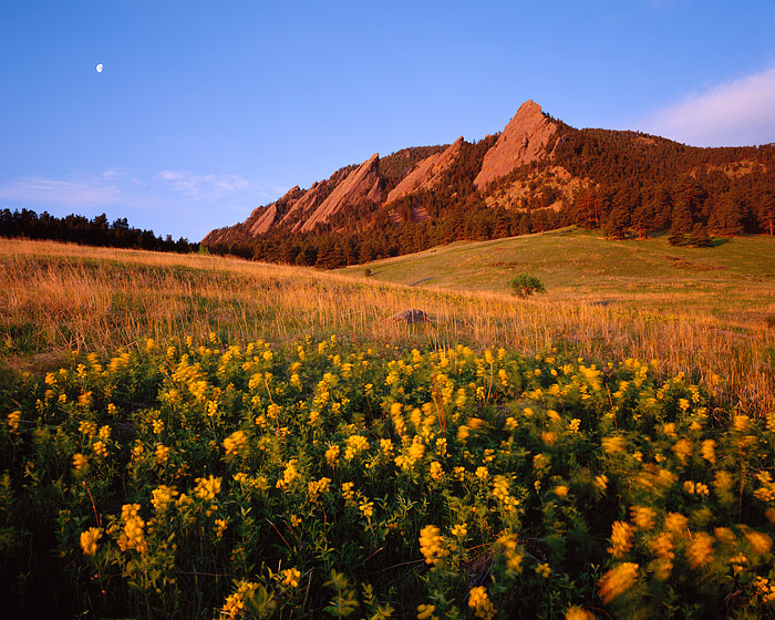 Moonset over Chautaugua. Golden Banner or Yellow Pea sways in a gentle breeze as the Moon sets behind the Flatirons