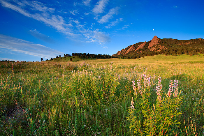 The Moon is viewed setting over the Flatiron formation in Boulder, Colorado. Silver Lupine grow in the meadow of the iconic Chautauqua...