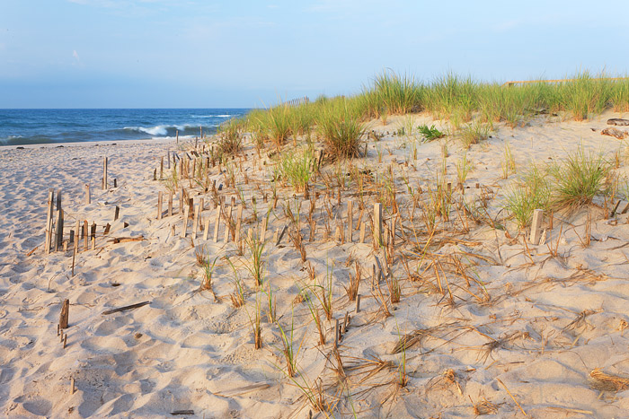 Dune fences are a common and iconic site along the beaches of the New York and the 'Hamptons'. The dunes which line the beaches...
