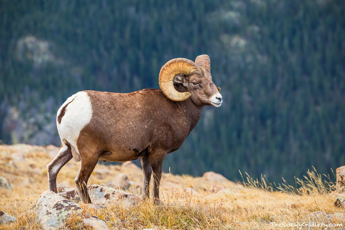A healthy looking Big Horn Ram surveys the steep landscape high above Forest Canyon. Big Horn Sheep spend much of their time...