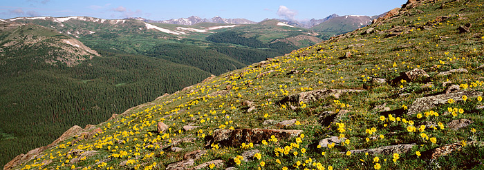 Alpine Sunflowers line the tundra above treeline on Trail Ridge Road in Rocky Mountain National Park. Alpine Sunflowers are common...