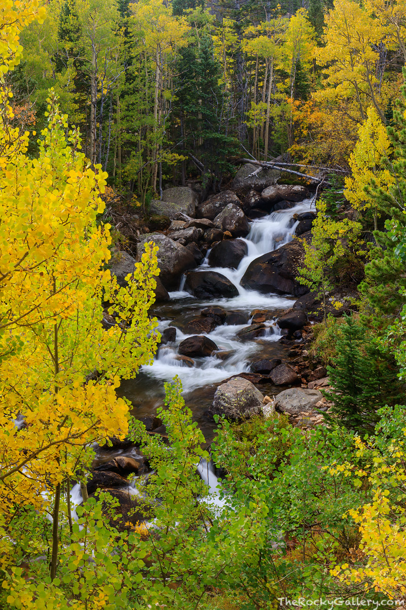 Autumn is settling into Rocky Mountain National Park and the transformation can be seen along Glacier Creek. Aspens turn a golden...