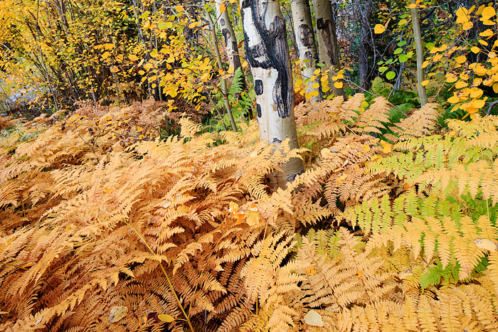 It's easy to photograph Colorado or Rocky Mountain National Park in the fall and concentrate only the the State's Aspen Trees...