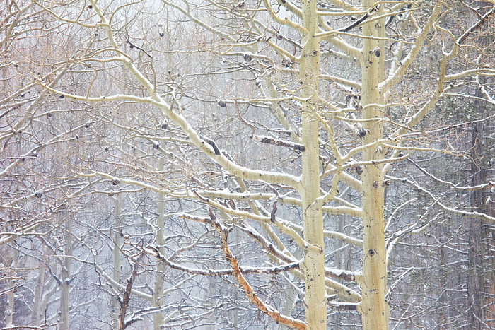 A pair of aspen boles stand unwavering as snow falls amongst the forest and trees in the valley around Glacier Gorge in Rocky...