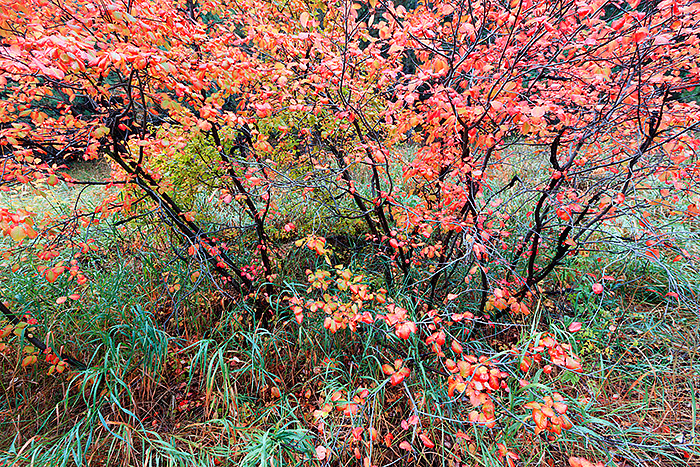 Deep within the confines of Gregory Canyon high above Boulder's famous&nbsp;Chautauqua Park the underbrush take on a vibrant...