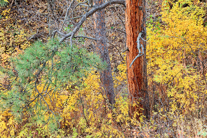 The Autumn color of Gregory Canyon explodes along the base of a pair of Ponderosa Pines. The canyons in and around Boulder Open...