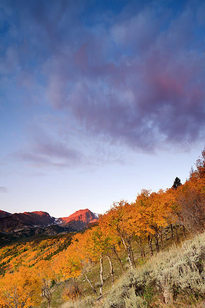 Pastel clouds swirl around and over Hallet peak on a stunning autumn morning in Rocky Mountain National Park. Aspens on the Bierdstadt...